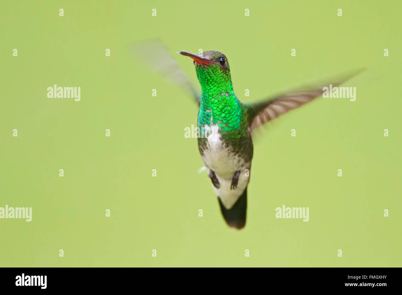 Le scintillant Emerald (Amazilia fimbriata) en vol contre l'arrière-plan, Itanhaem, Brésil Banque D'Images