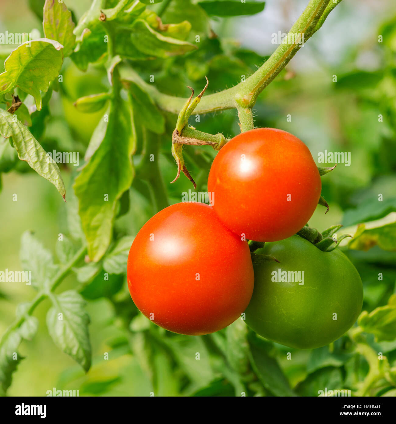 Le jardin mûr prêt pour la cueillette des tomates Banque D'Images