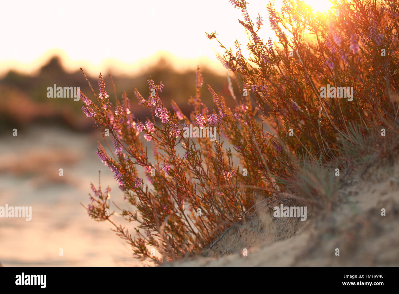 Fleurs De Dunes De Sable Banque d'image et photos - Alamy