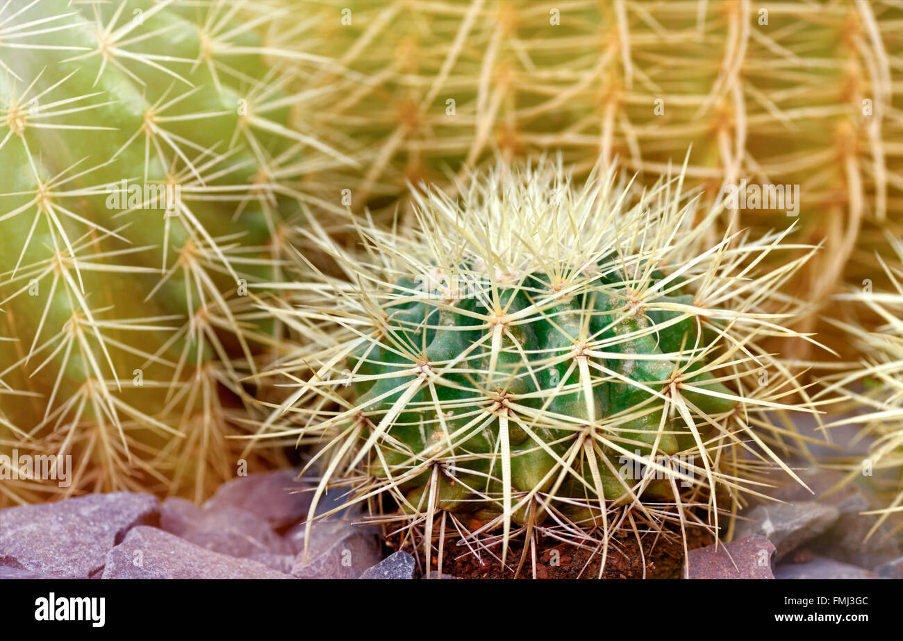 Plantes et arbres : cactus, close-up, de la lumière du soleil d'en haut, motif floral abstrait Banque D'Images