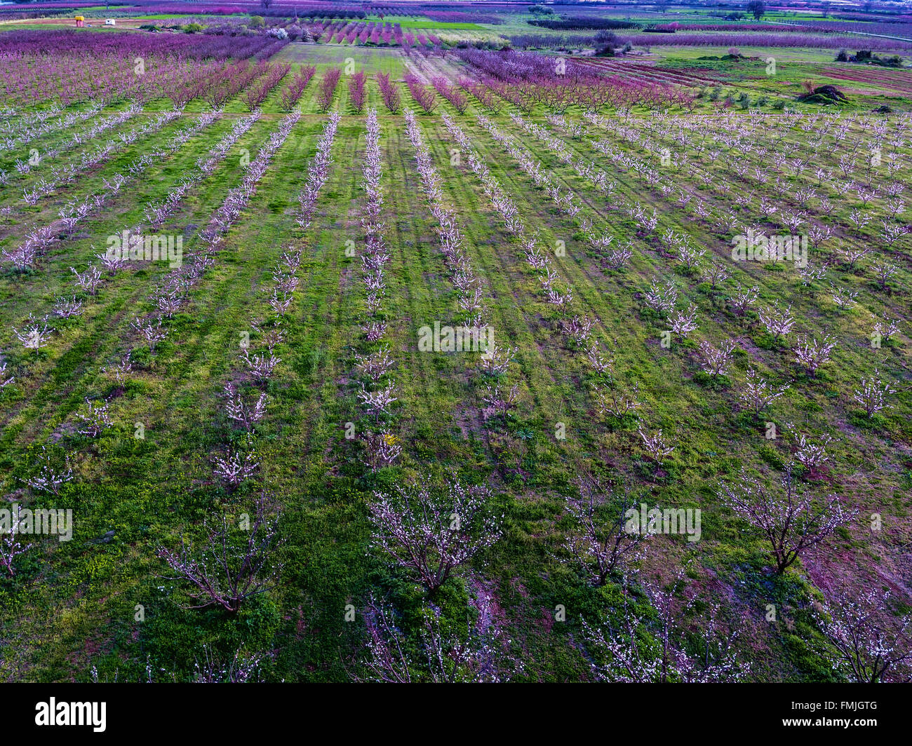 Vue aérienne sur les champs avec des arbres en fleurs. Vue aérienne avec drone Banque D'Images
