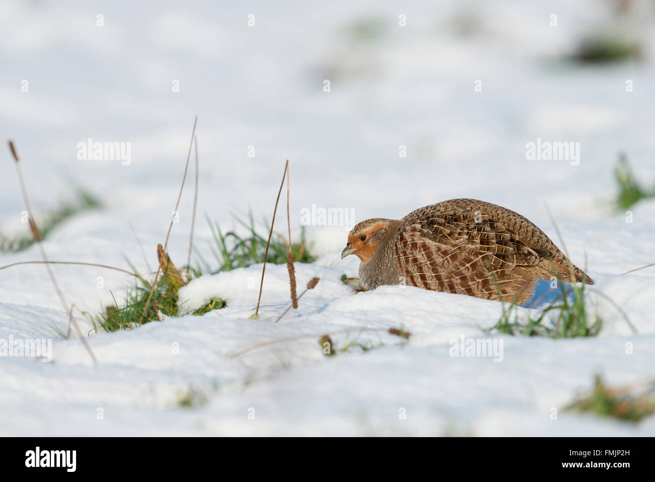 La Perdrix grise / Rebhuhn ( Perdix perdix ) à la recherche de nourriture sur la neige couverts d'herbages, apparition soudaine d'hiver, les temps difficiles. Banque D'Images