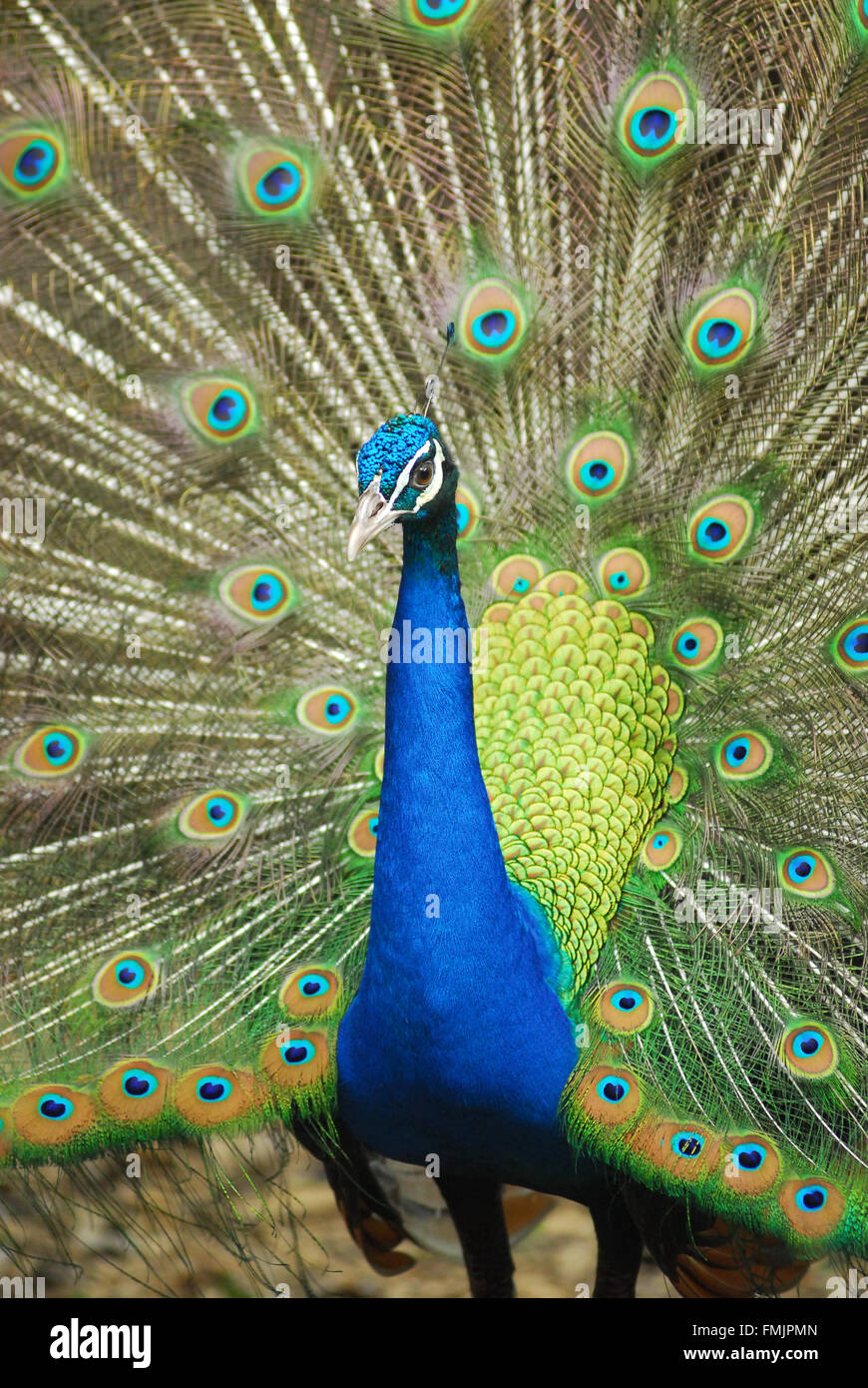 Close-up de paons Indiens mâles affichage tail feathers Banque D'Images