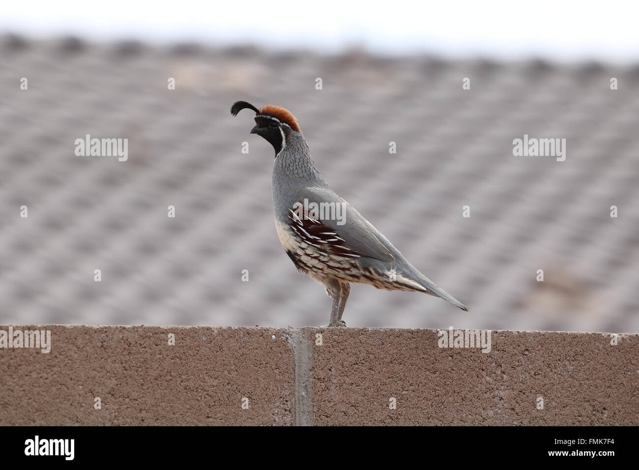Caille Banque D'Images