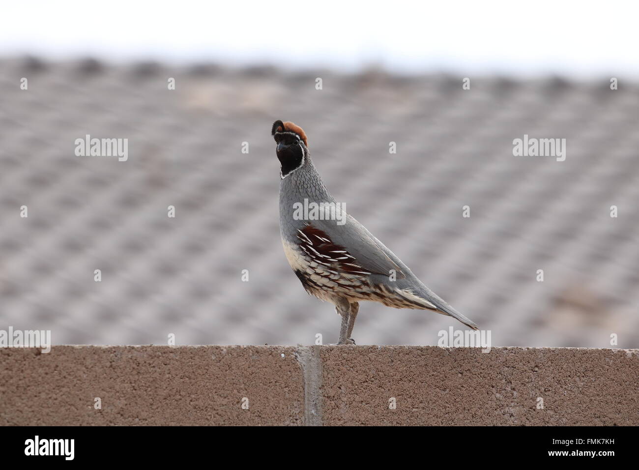 Caille Banque D'Images