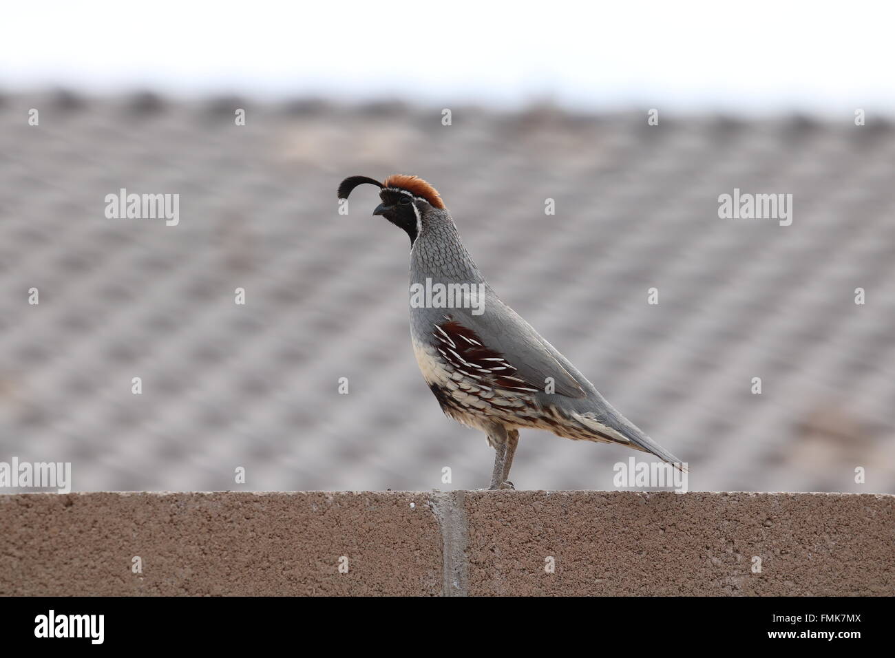 Caille Banque D'Images