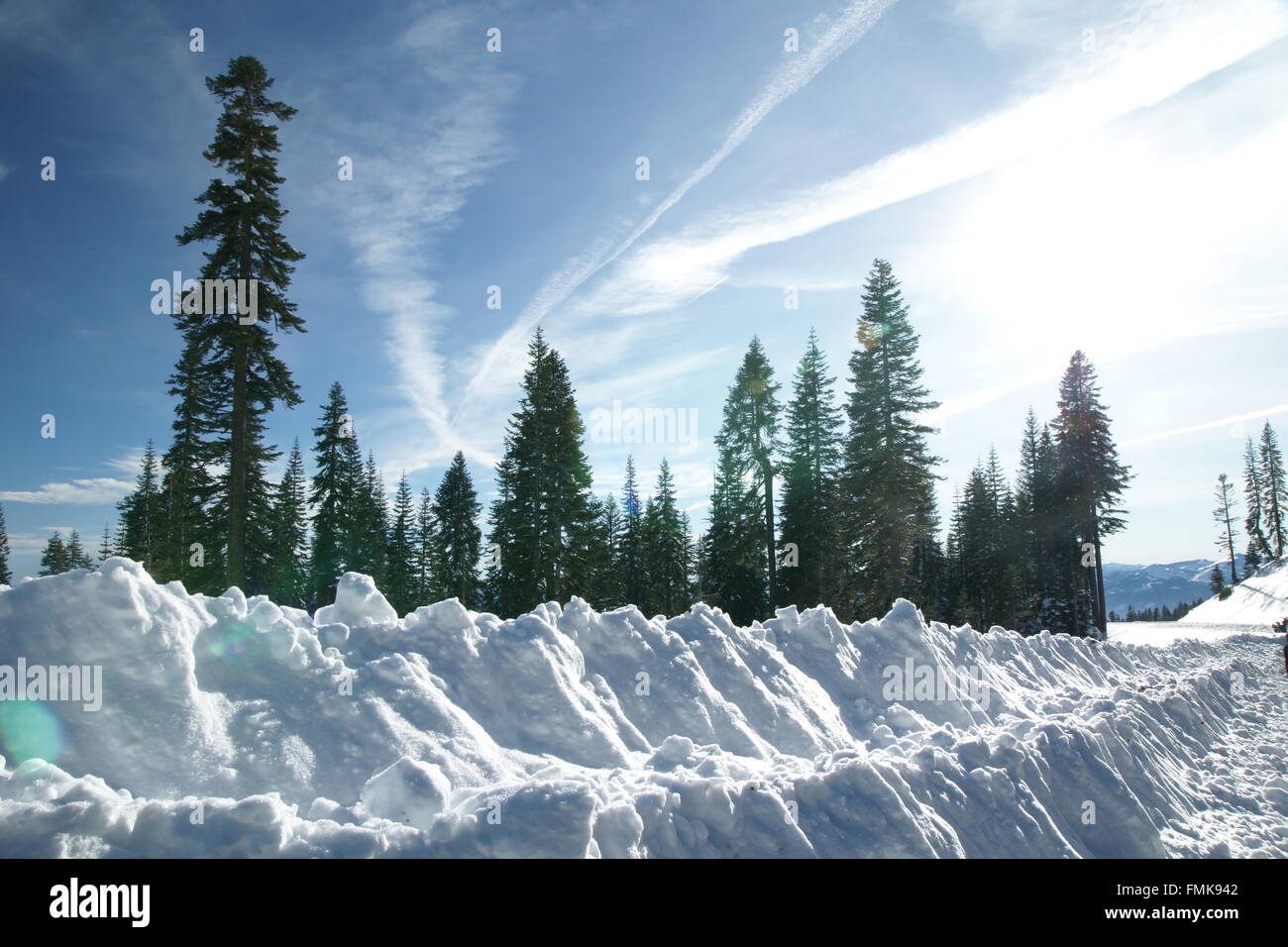 Route Mount Shasta, Californie, USA, recouvert de neige le long des deux côtés avec vue magnifique de grands conifères, ciel clair Banque D'Images