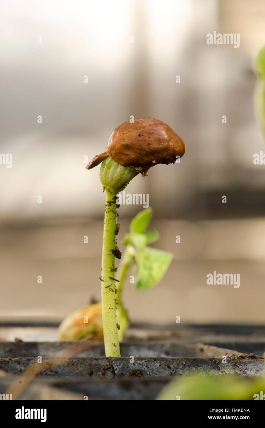 Printemps, haricot commun sprout, germination, Phaseolus vulgaris planté dans le récipient du sol. Banque D'Images