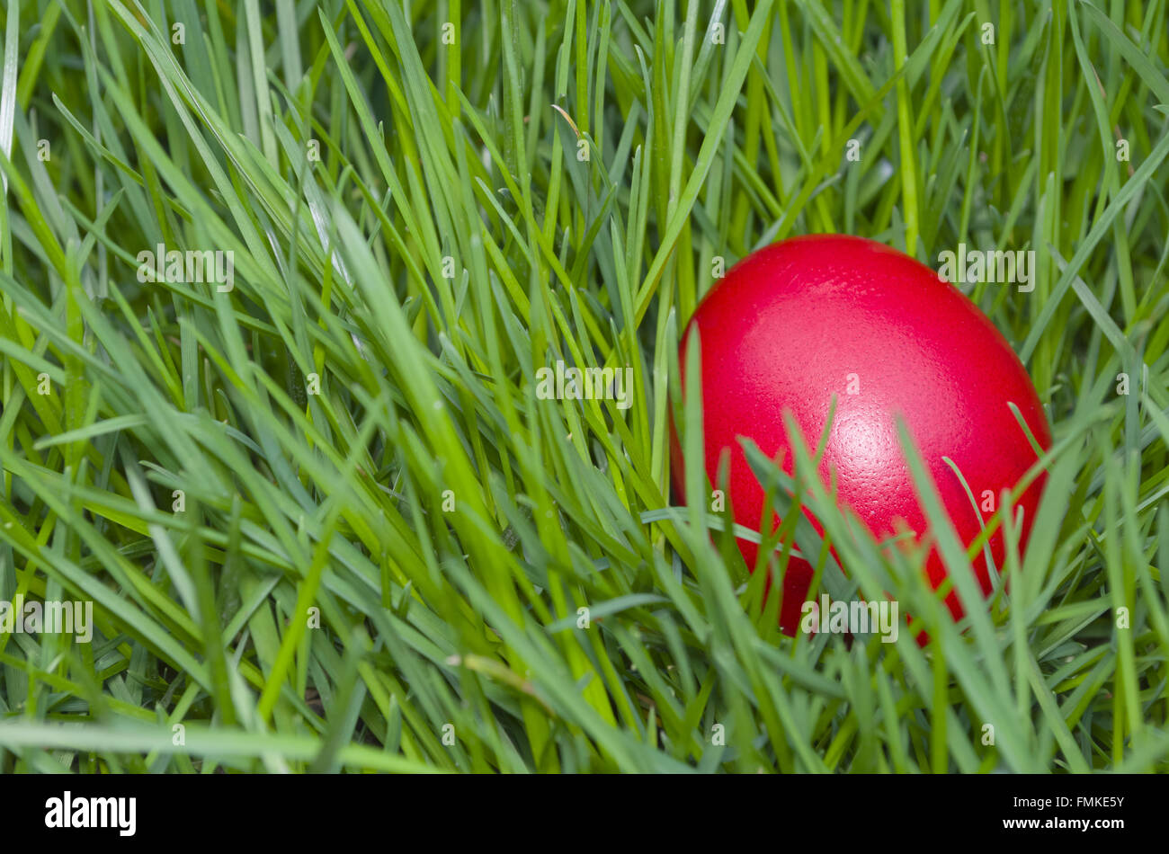 Oeuf de Pâques rouge caché dans la grande herbe verte libre Banque D'Images