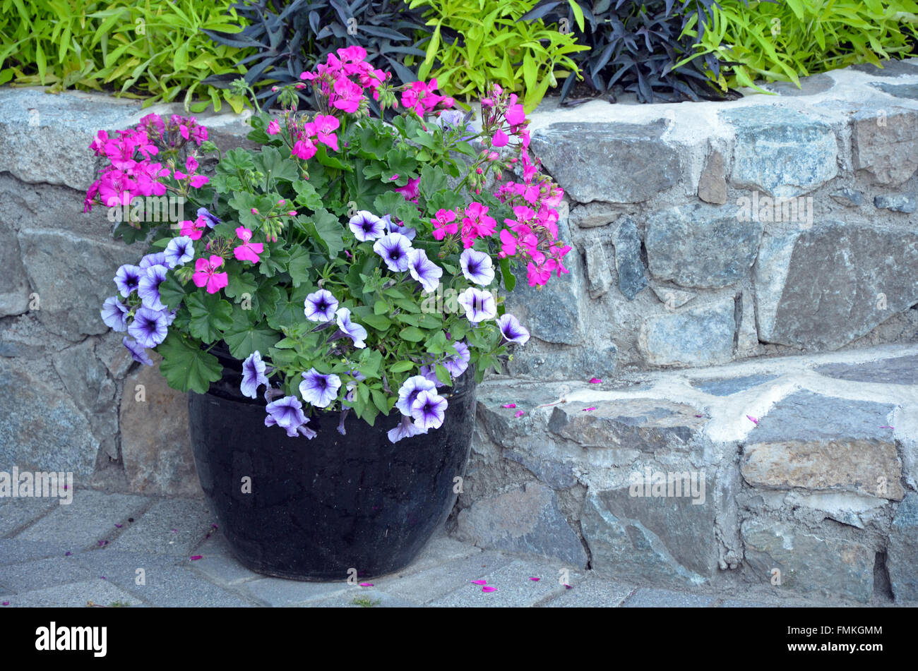 Fleur pétunia coloré le semoir sur patio de brique Banque D'Images
