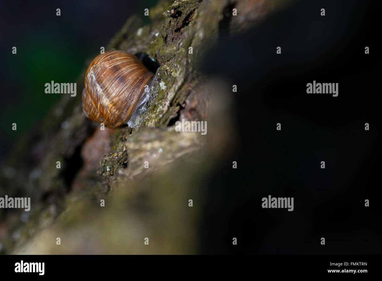 Suspendue à un escargot l'écorce des arbres avec lumière naturelle Banque D'Images