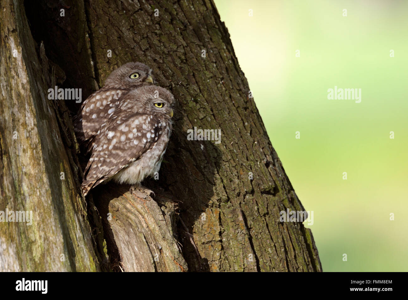 Little Owls / Minervas Owl ( Athene noctua ), jeunes frères et sœurs, assis ensemble au soleil devant leur site de nidification, faune, Europe. Banque D'Images