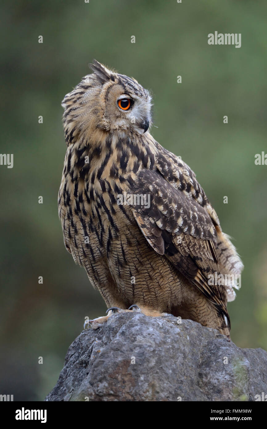 Northern Eagle Owl / Europaeischer Uhu ( Bubo bubo ), jeune oiseau de proie, perché sur un rocher dans une ancienne carrière, Close up, de la faune Banque D'Images