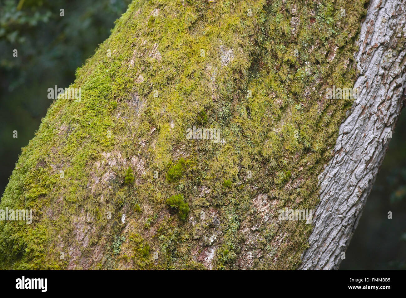 Close up de l'écorce des arbres Banque D'Images