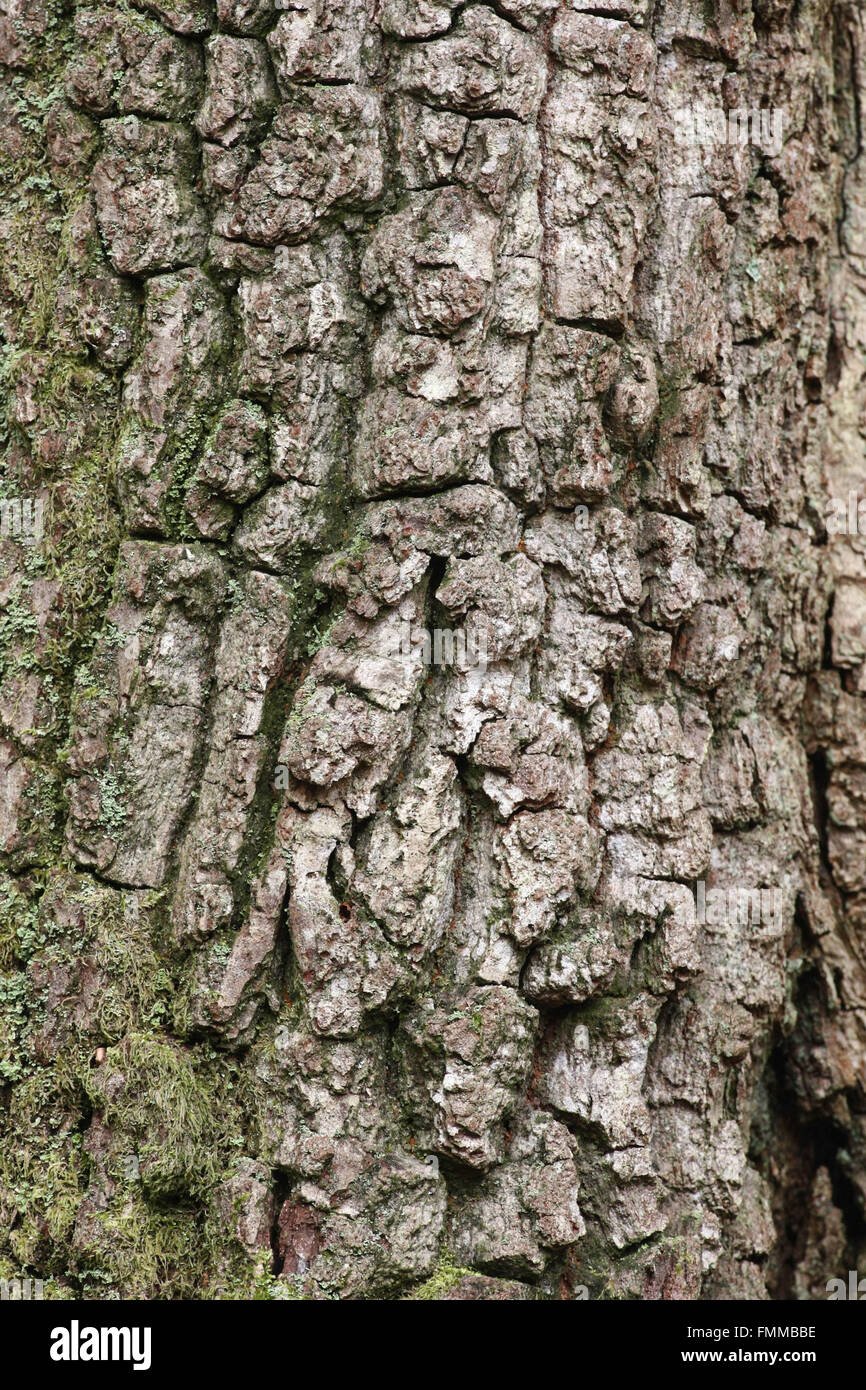 Close up de l'écorce des arbres Banque D'Images