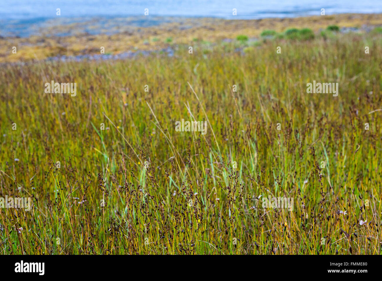 L'herbe et des fleurs sur un rivage. Banque D'Images