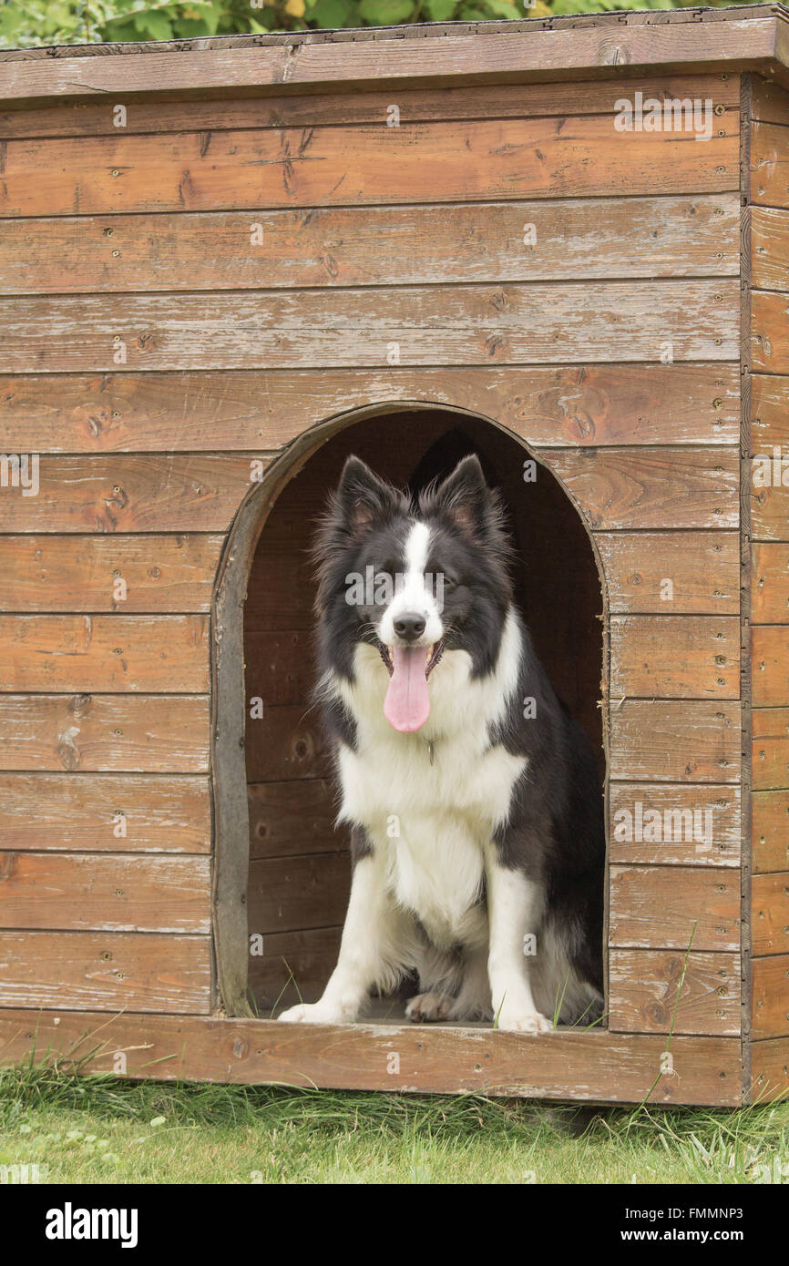 Border Collie est debout dans la niche en bois. Banque D'Images