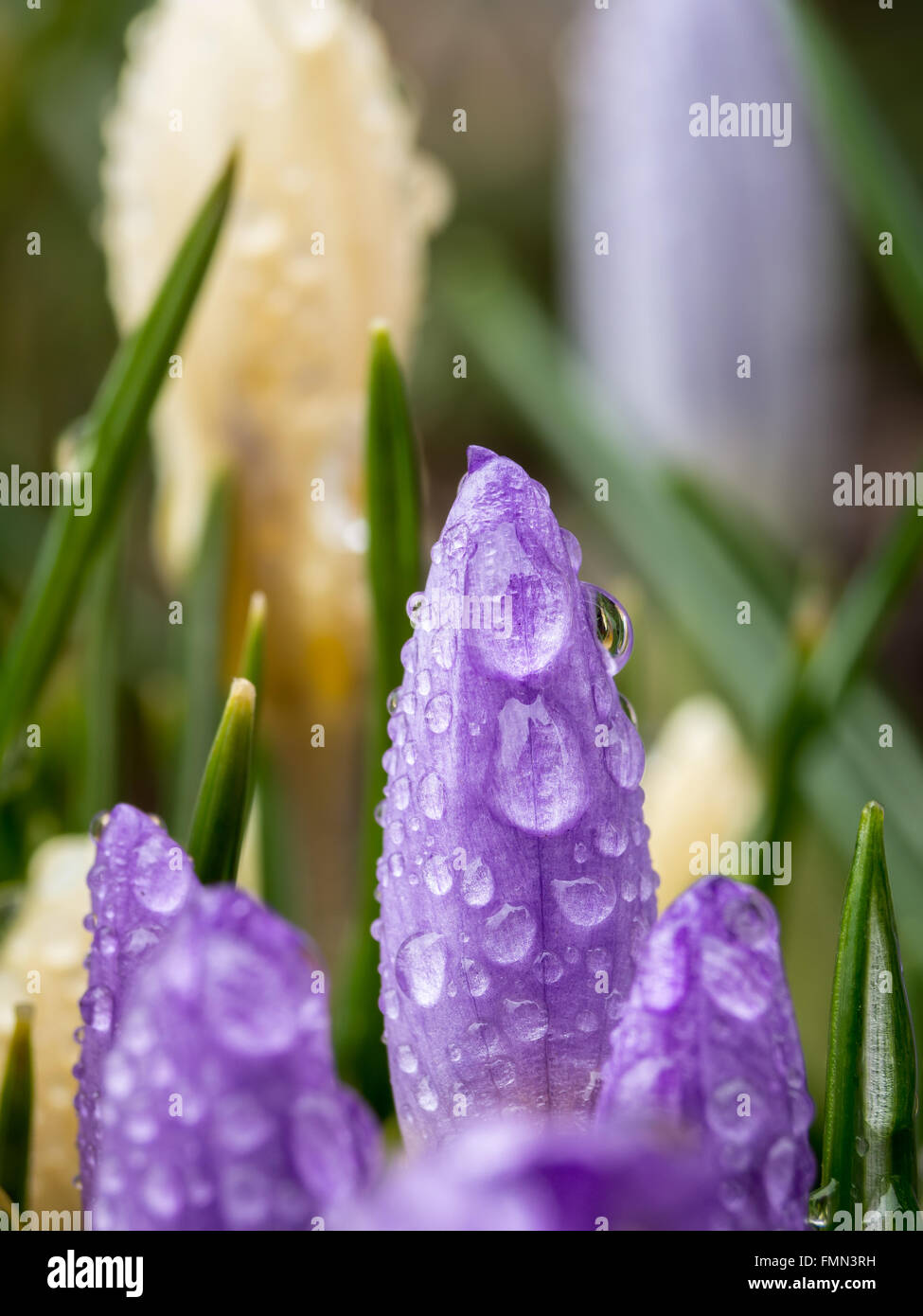 Libre de violet et jaune crocus avec les gouttelettes de rosée du matin Banque D'Images