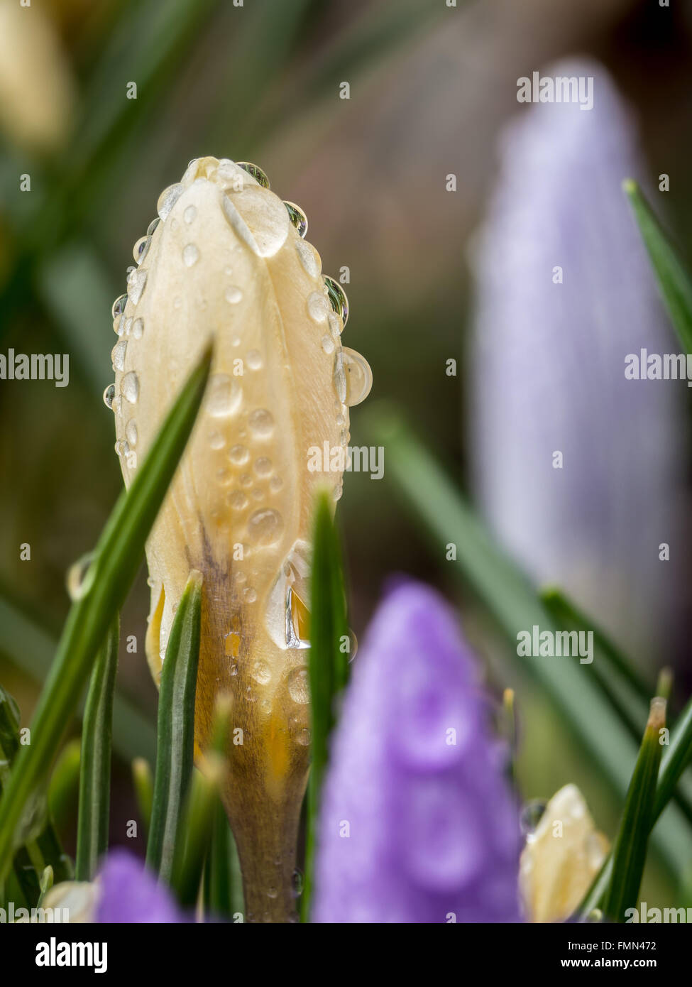 Libre de violet et jaune crocus avec les gouttelettes de rosée du matin Banque D'Images