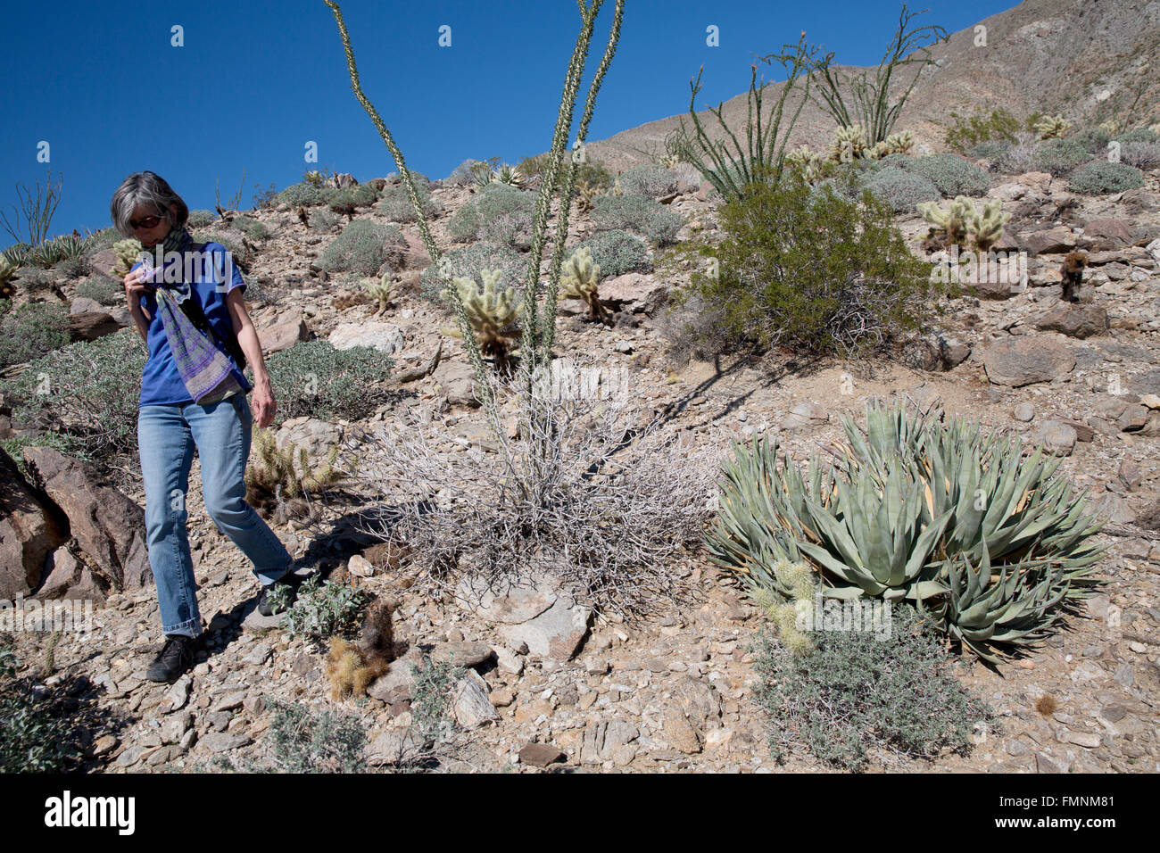 Femme marche dans un environnement désertique, Anza-Borrrego Desert State Park, Californie, USA Banque D'Images