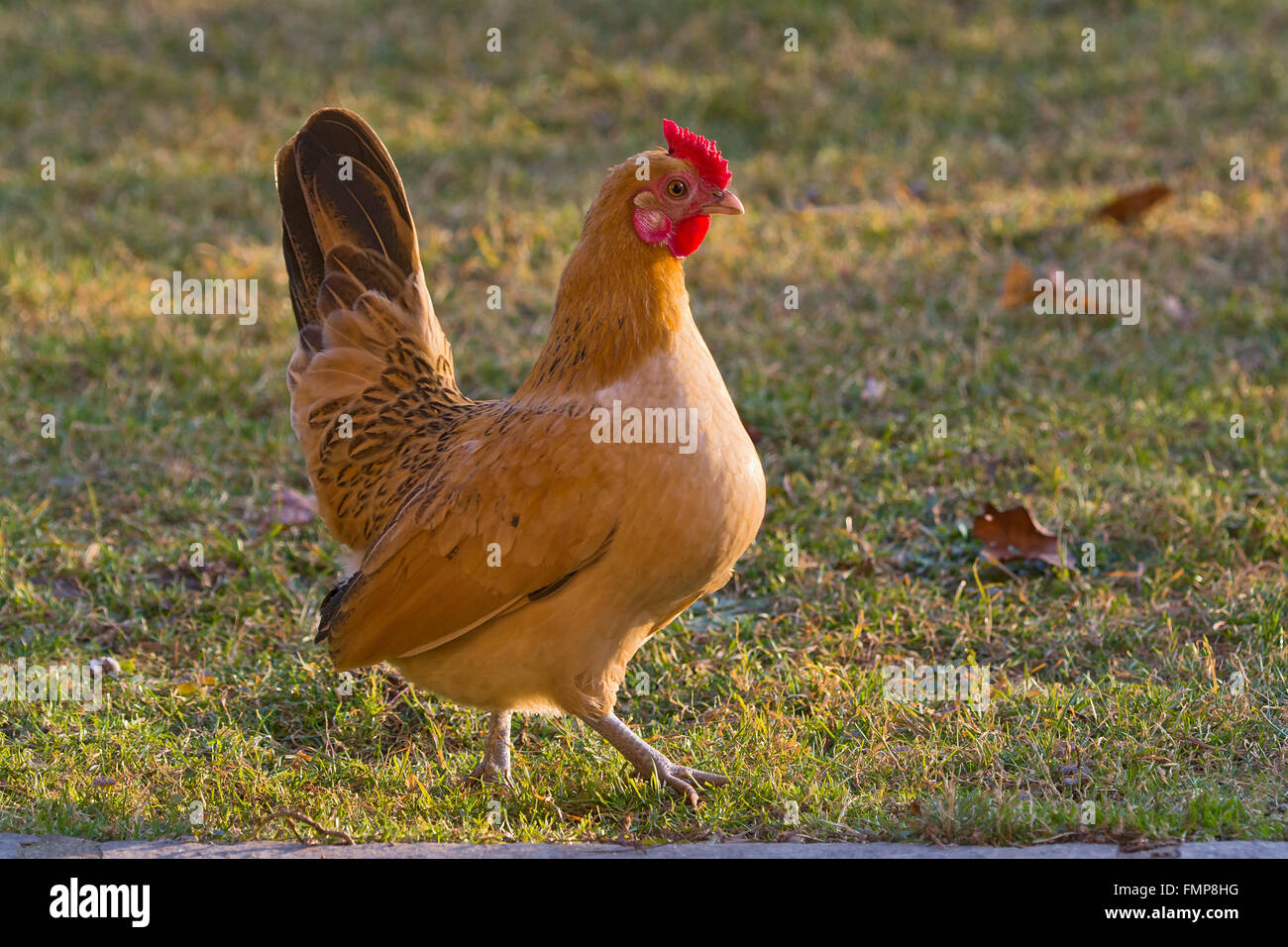 Bantam Rosecomb poulet (Gallus gallus f. domestica), Hen, Tyrol, Autriche Banque D'Images