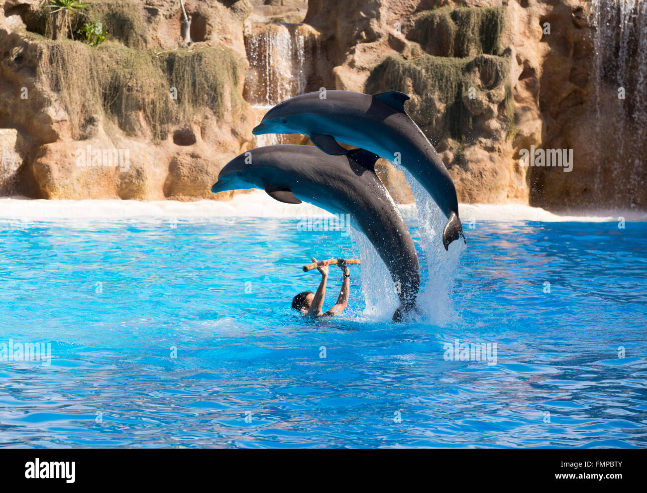 Deux grands dauphins (Tursiops truncatus) sautant hors de l'eau à un spectacle de dauphins, Loro Parque, Puerto de la Cruz Banque D'Images