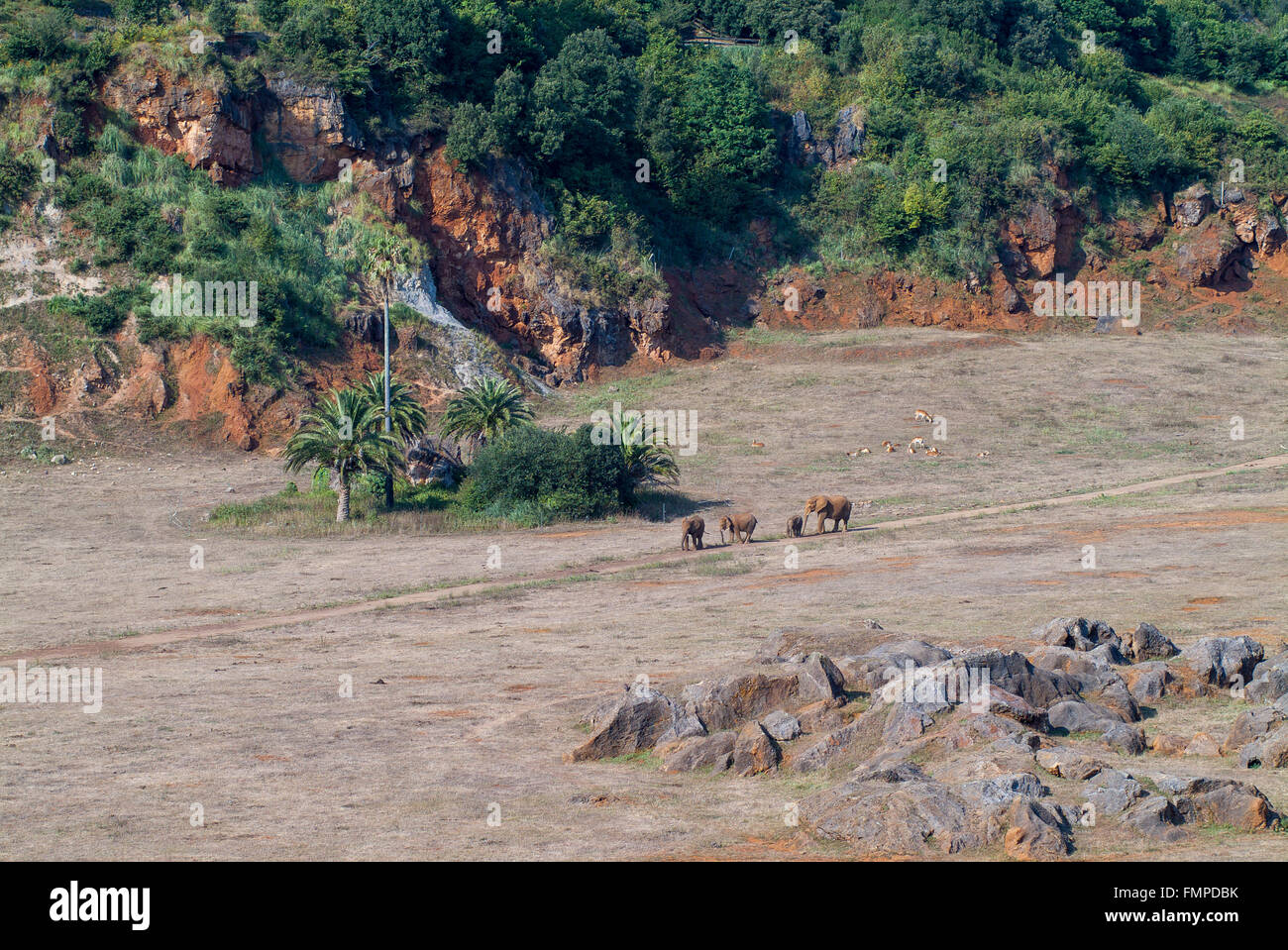 Avec les éléphants de savane, le Parc Naturel de Cabárceno, construit dans une ancienne mine de fer dans la région de Santander, plus de 100 espèces d'animaux en Banque D'Images