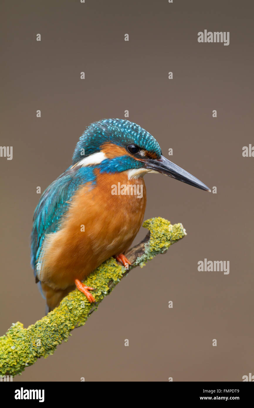 Kingfisher (Alcedo atthis commun), perché sur la branche couverte de lichen, Worcestershire, Royaume-Uni Banque D'Images