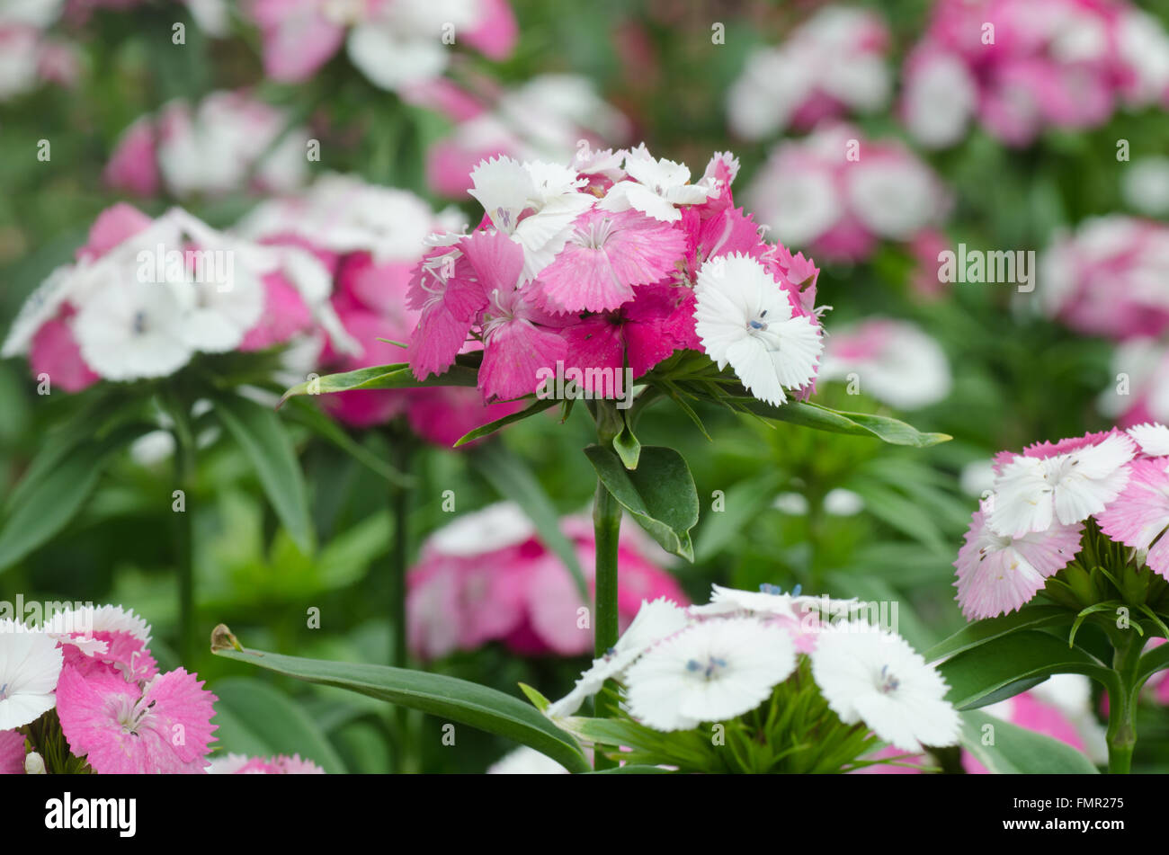 Dianthus chinensis (Chine, rose fleur Sweet William ) Banque D'Images