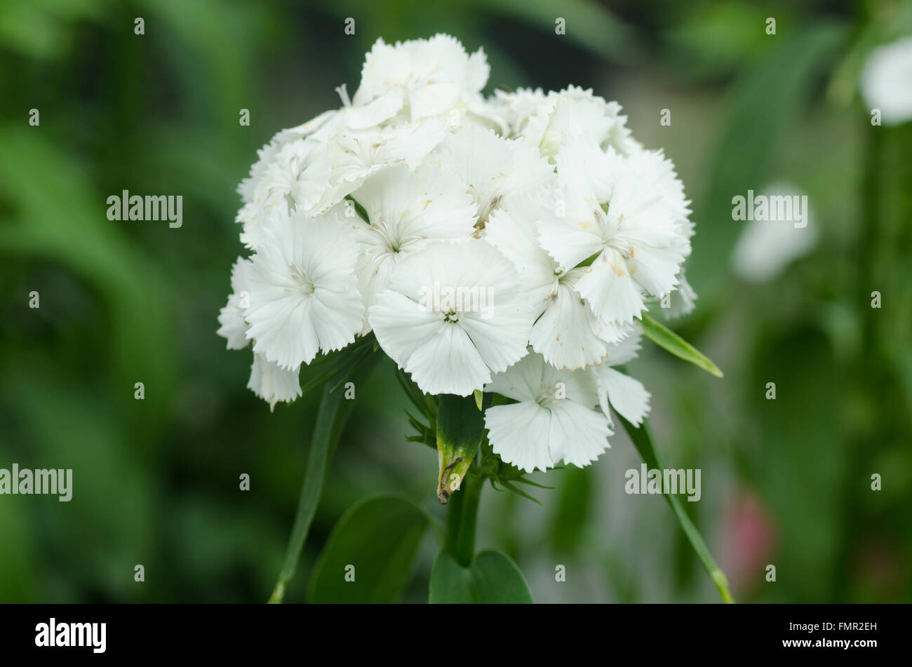 Dianthus chinensis (Chine, rose fleur Sweet William ) Banque D'Images