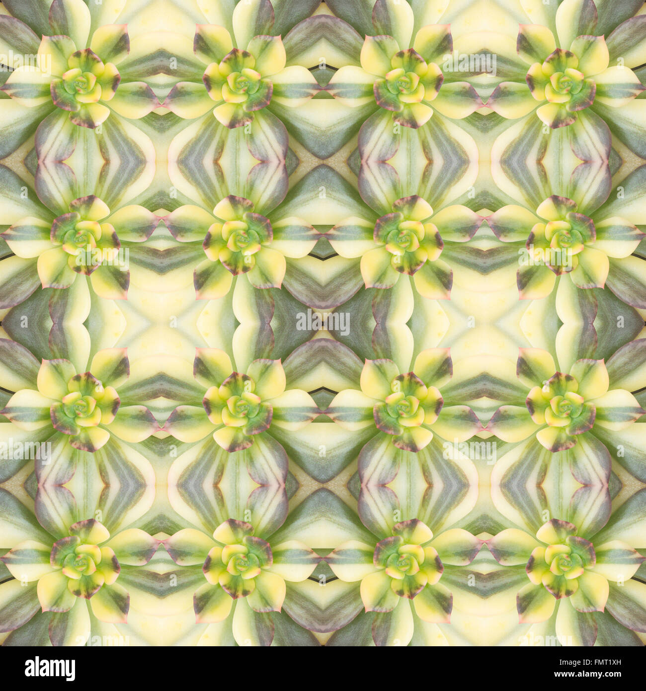 Plante succulente de fond transparent Banque D'Images