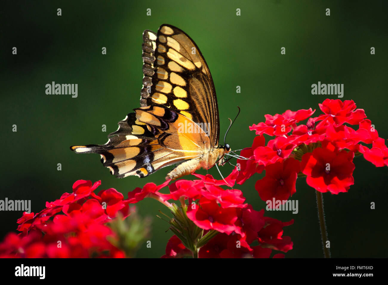 Giant swallowtail butterfly se nourrissant de verveine fleurs de jardin d'été. Banque D'Images