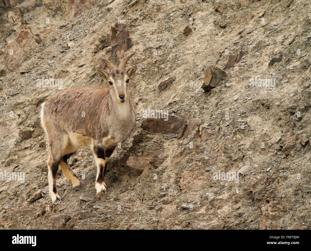 Bharal Pseudois nayaur mouton bleu ou dans la vallée de Rumbak au Ladakh Inde. Haute Altitude Hemis National Park. Banque D'Images