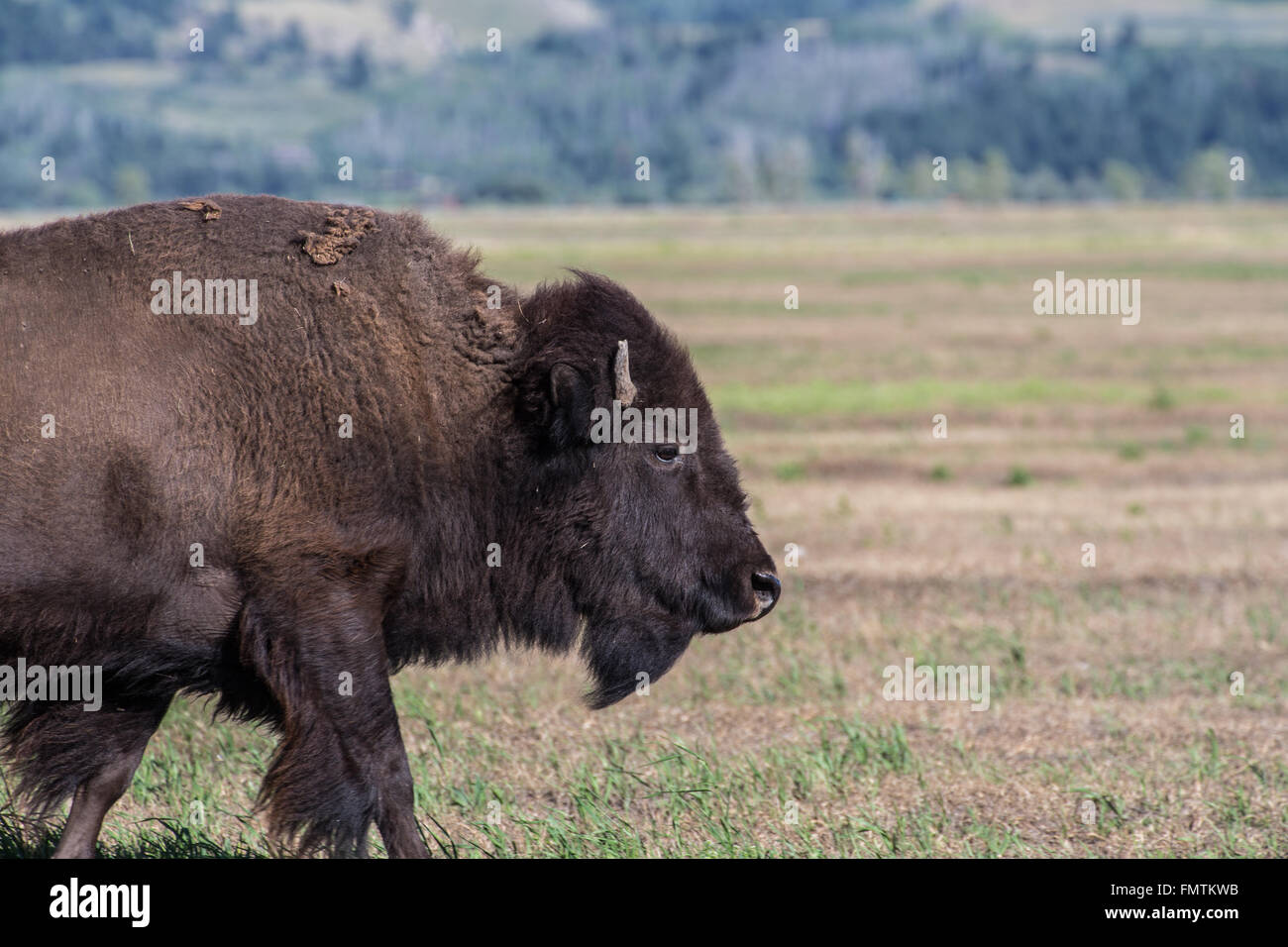 Bison d'Amérique en Grand Tetons National Park, Wyoming Banque D'Images