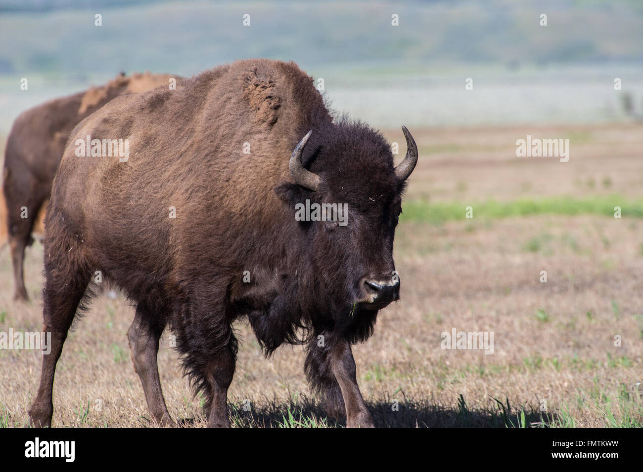Bison d'Amérique en Grand Tetons National Park, Wyoming Banque D'Images