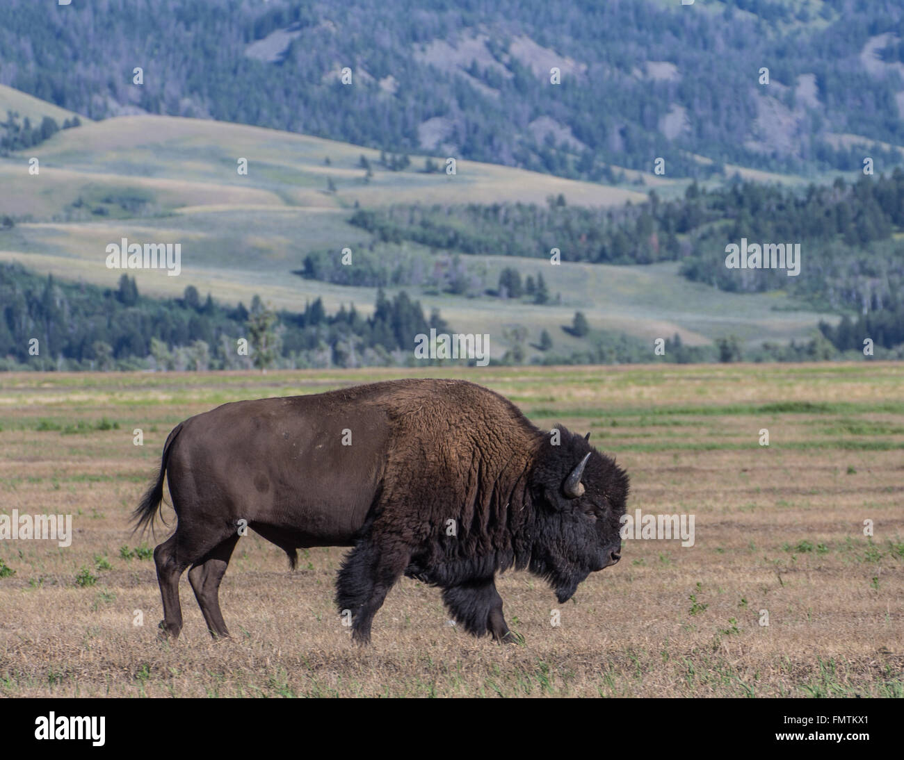 Bison d'Amérique en Grand Tetons National Park, Wyoming Banque D'Images