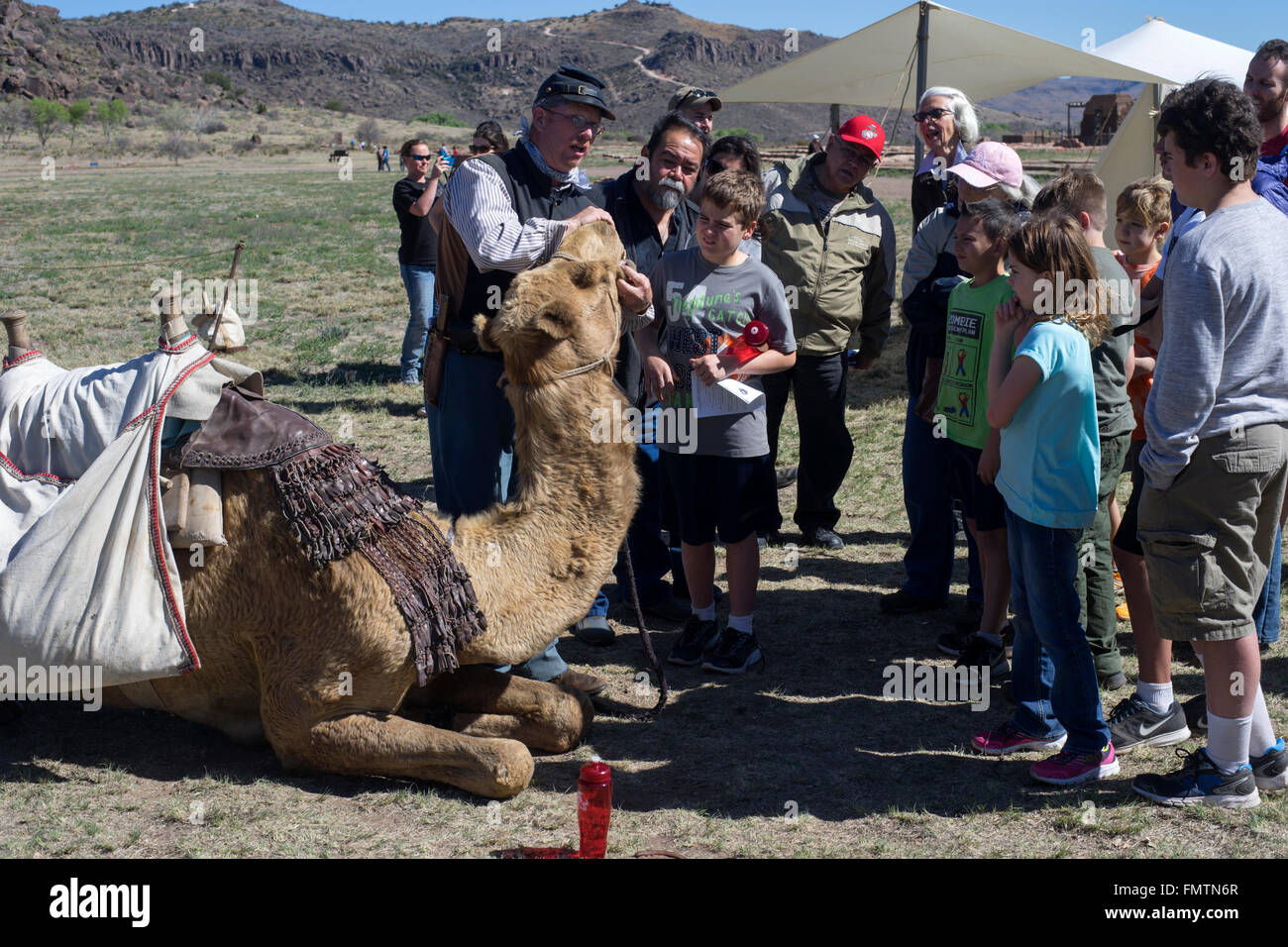 Camel sur l'affichage à Fort Davis historique, Texas, lors d'un événement célébrant le corps de l'armée américaine Camel. Banque D'Images