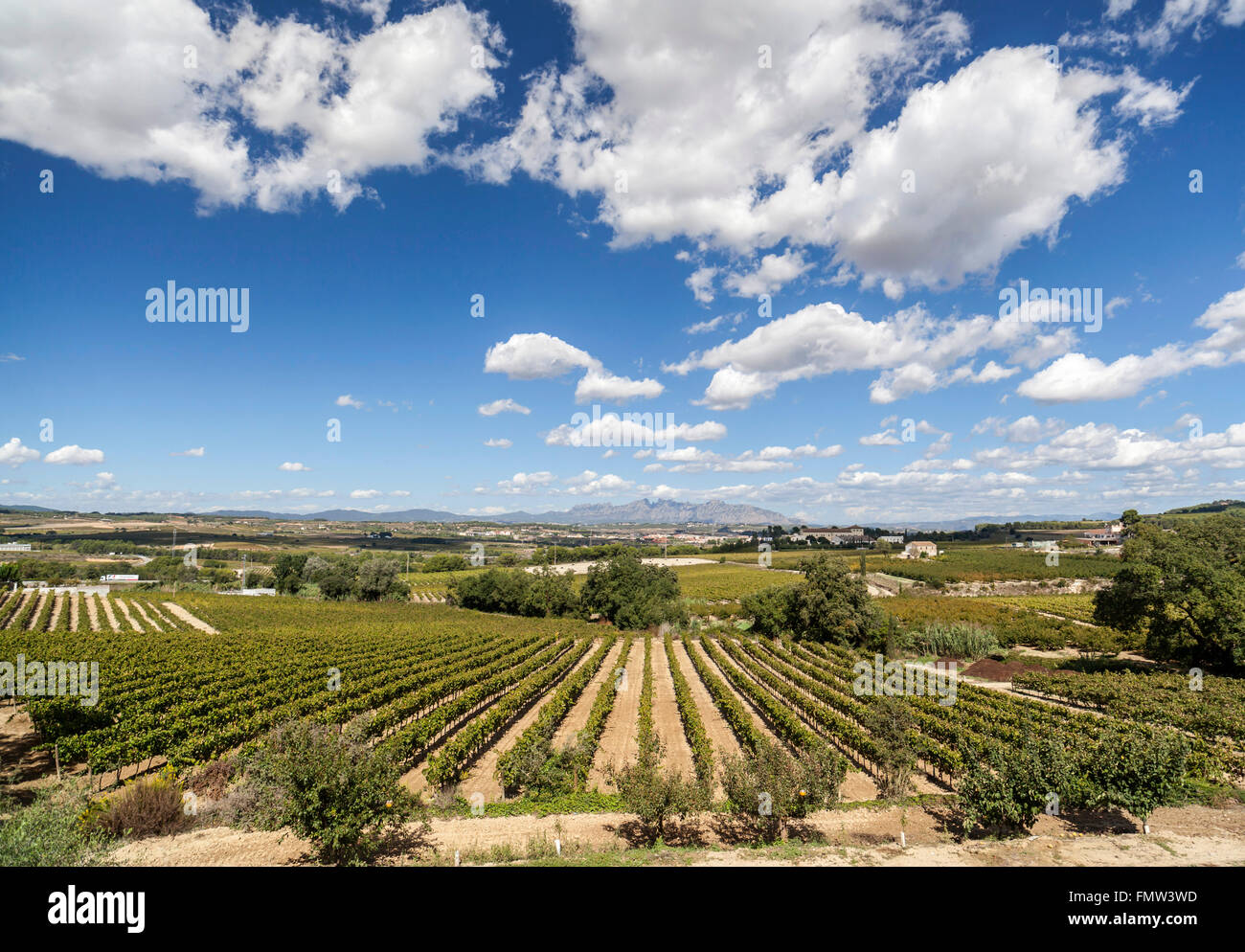 Paysage de vignes dans la région viticole de Penedès, Subirats,Catalogne,Espagne. Banque D'Images