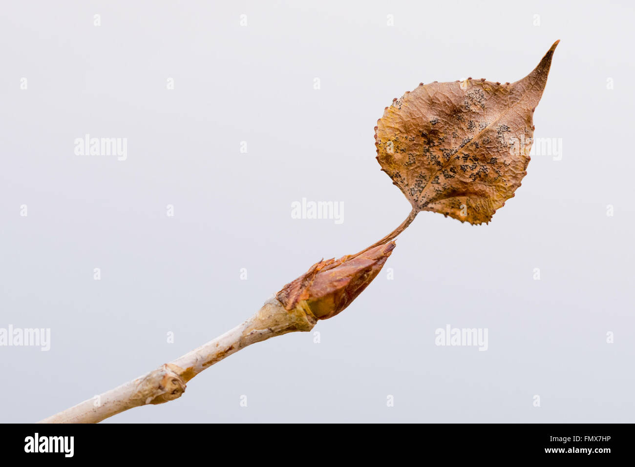 Une branche de peuplier avec une jeune bud et d'une feuille sèche, au début du printemps Banque D'Images