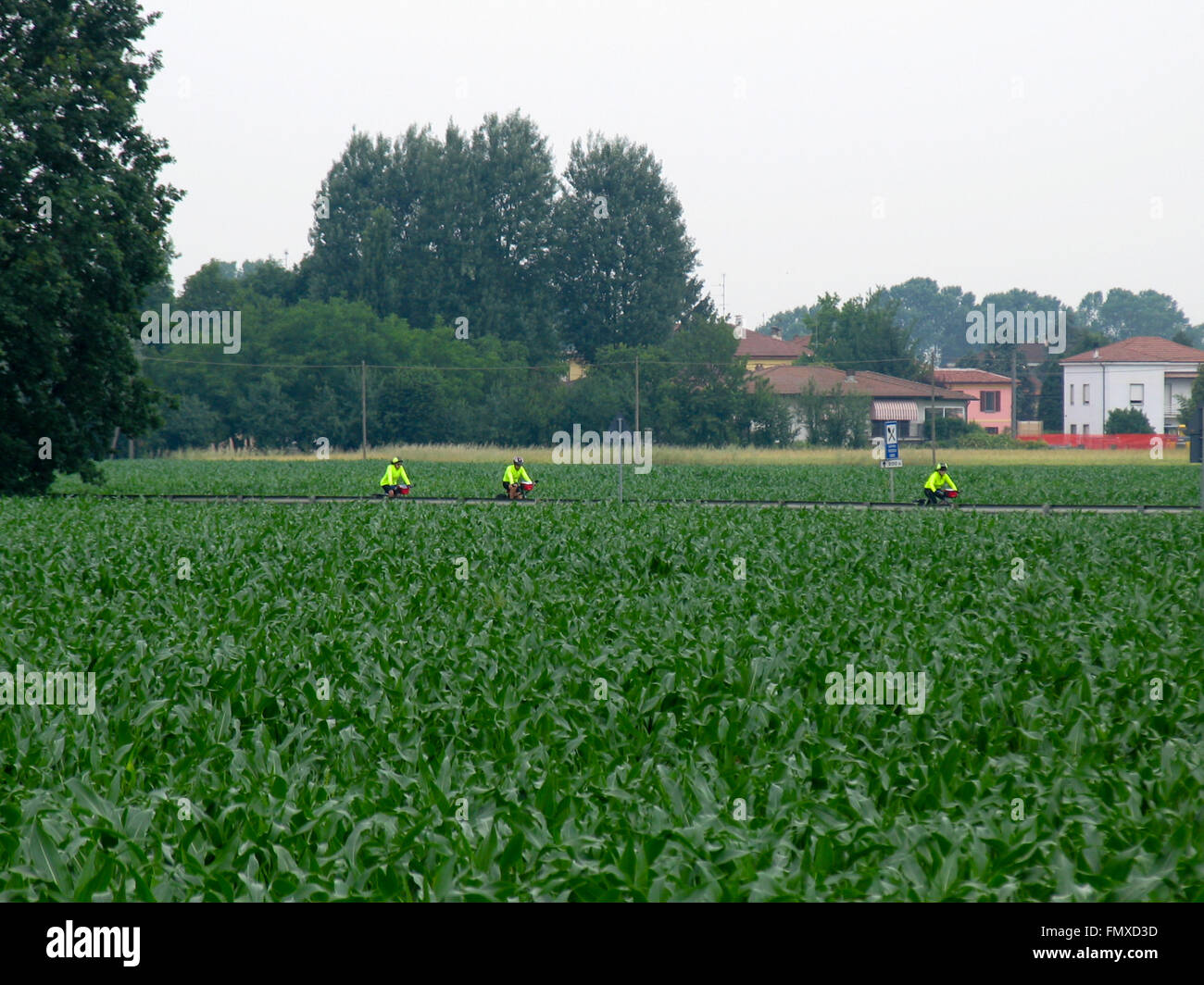 Trois des cyclotouristes équitation entre champs de maïs dans la région de Lombardie, Italie du nord. Banque D'Images