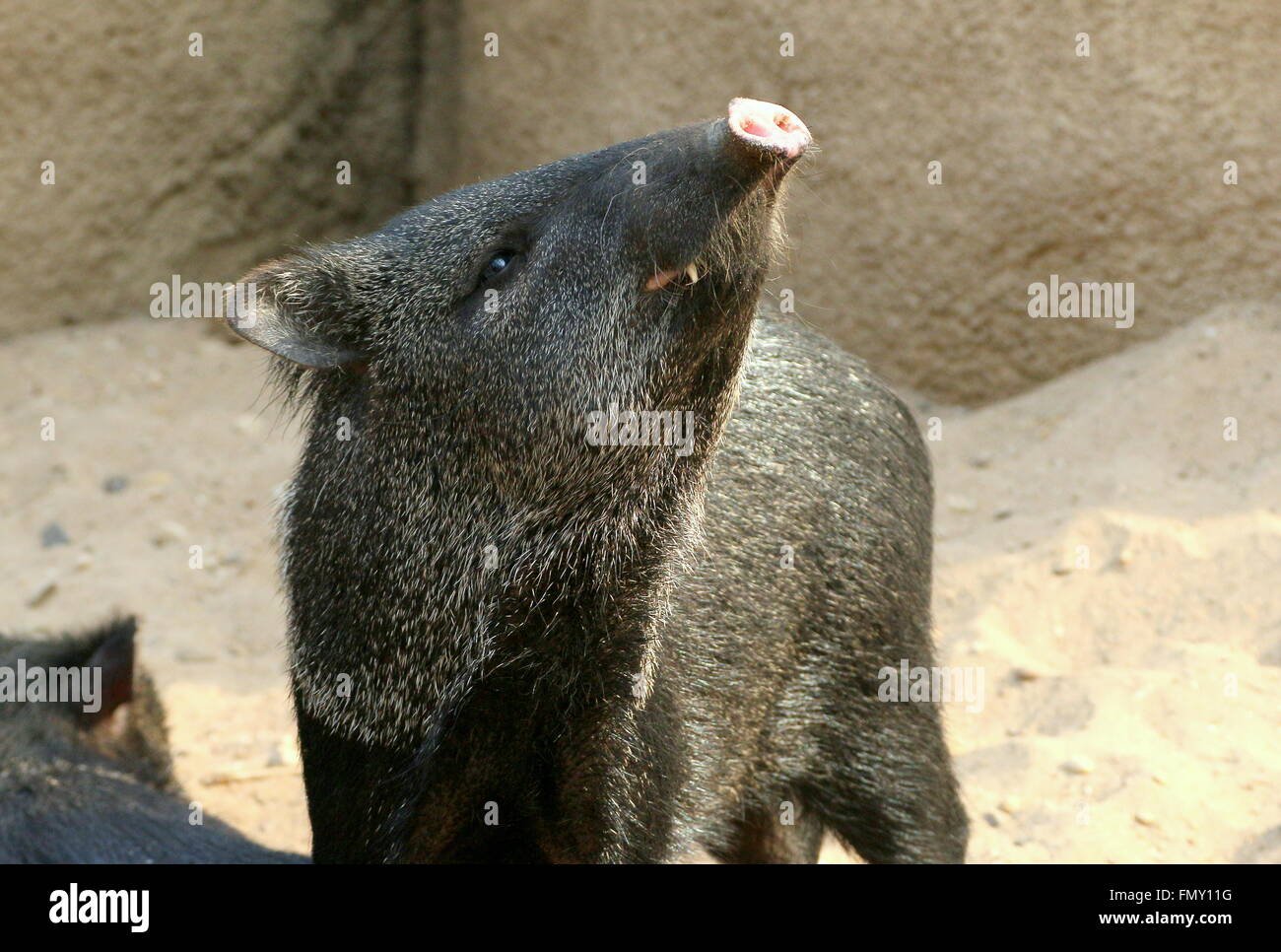 Mâle mature à la féroce pécari à collier (Pecari tajacu) face à l'appareil photo Banque D'Images