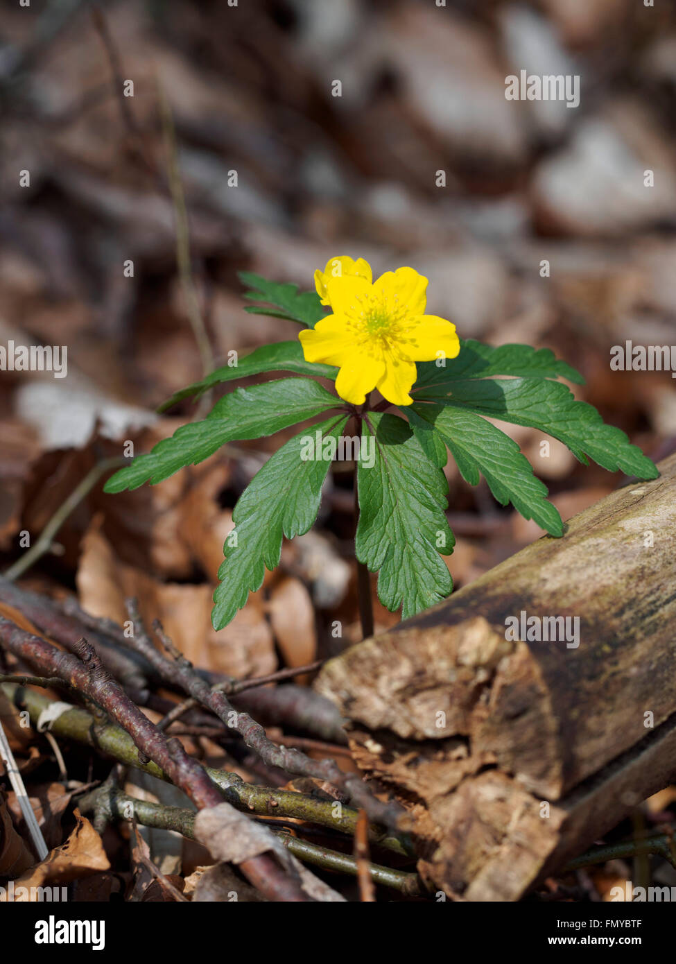 Au printemps floraison anémone jaune Banque D'Images