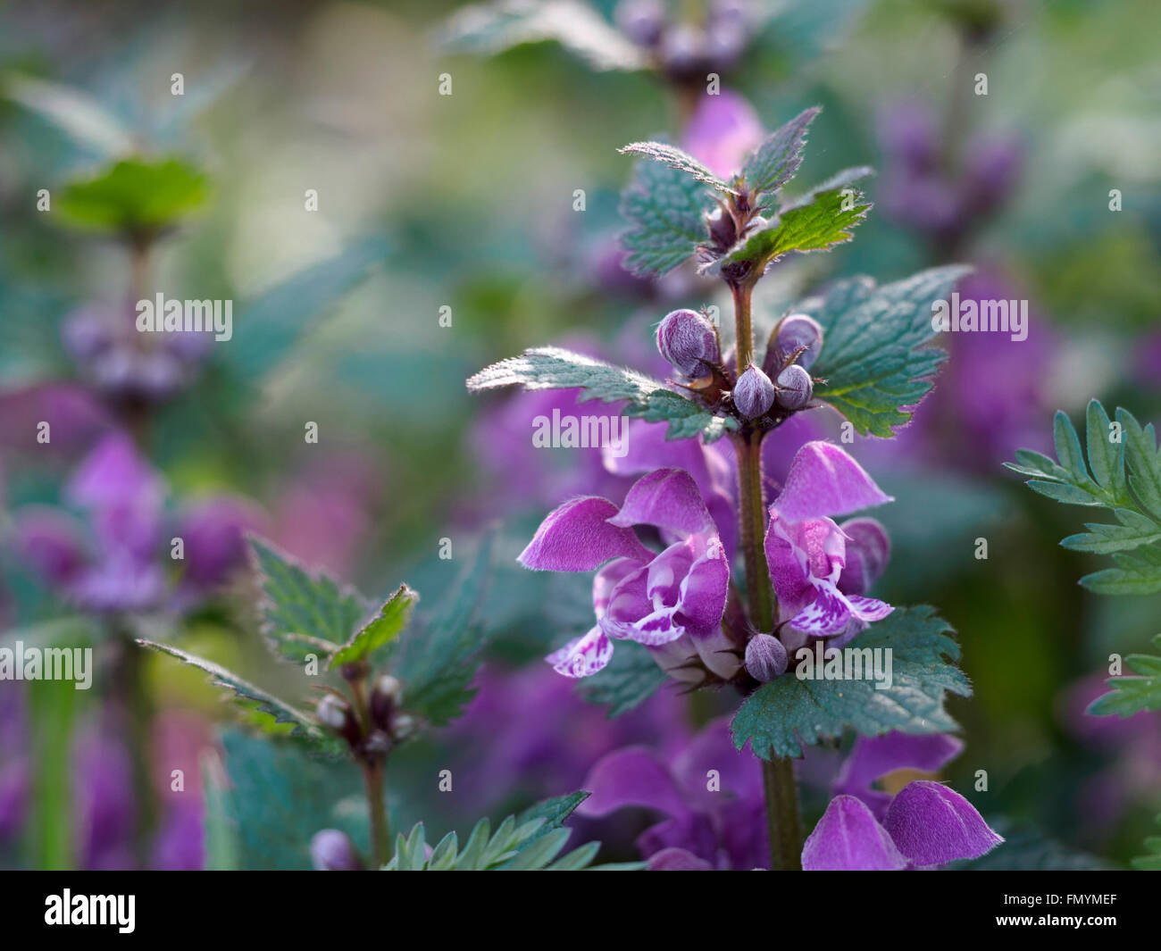 Fleurs lamier tacheté Banque D'Images