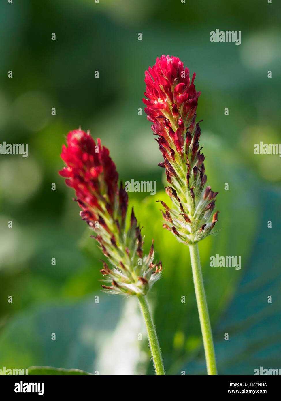 Blühender Inkarnat-Klee (Trifolium Incarnatum) Photo | Adobe