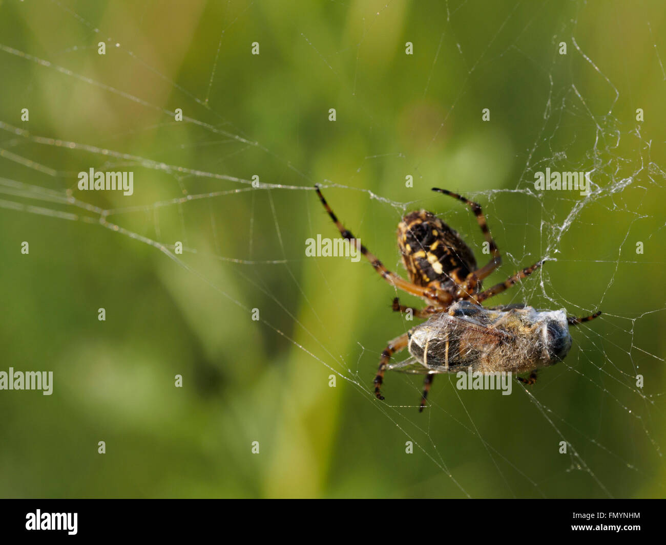 Les Orb weaver spider avec les proies Banque D'Images