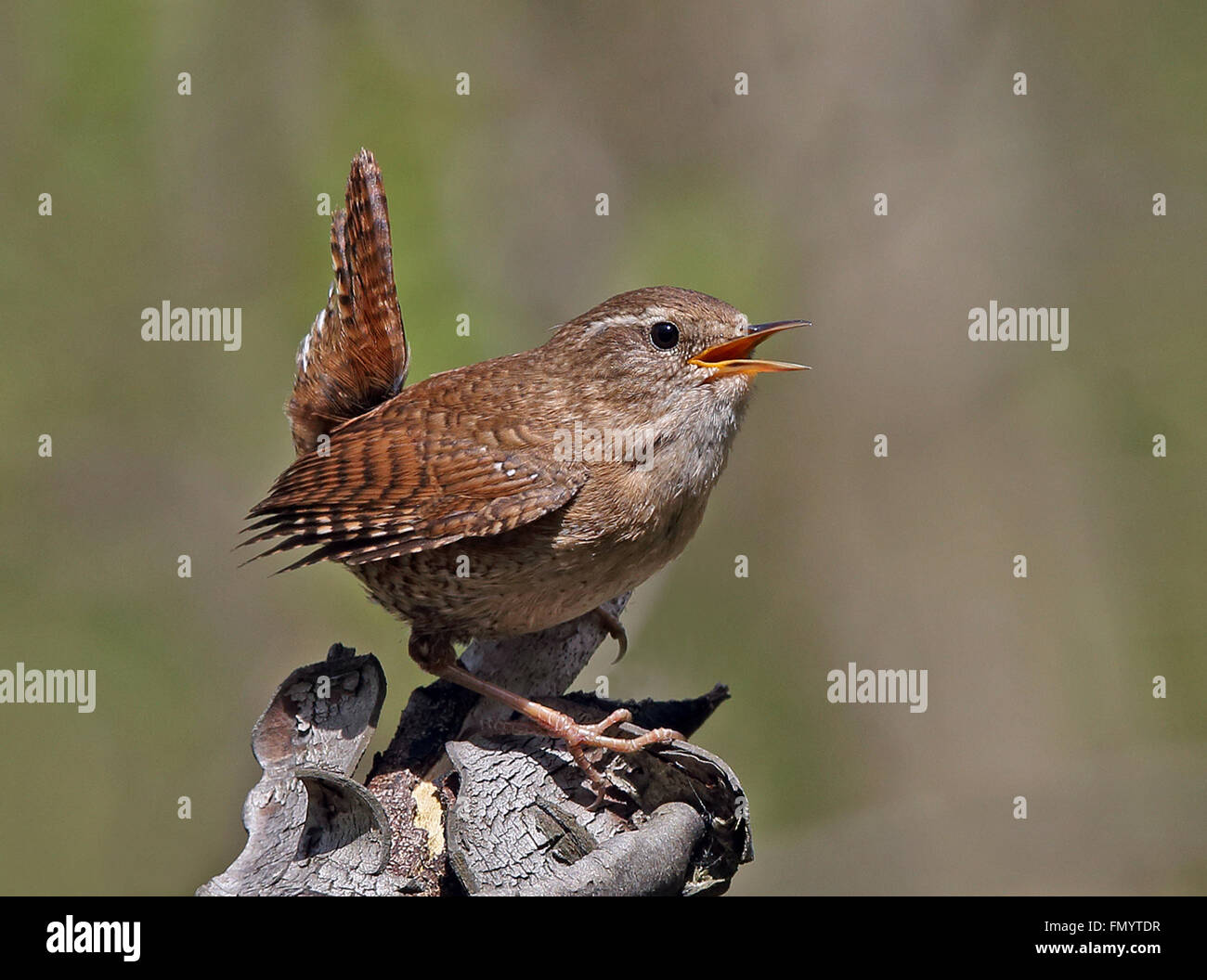 Wren eurasien, Troglodytes troglodytes chantant Banque D'Images