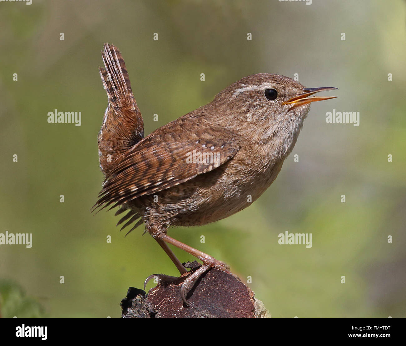 Wren eurasien, Troglodytes troglodytes chantant Banque D'Images