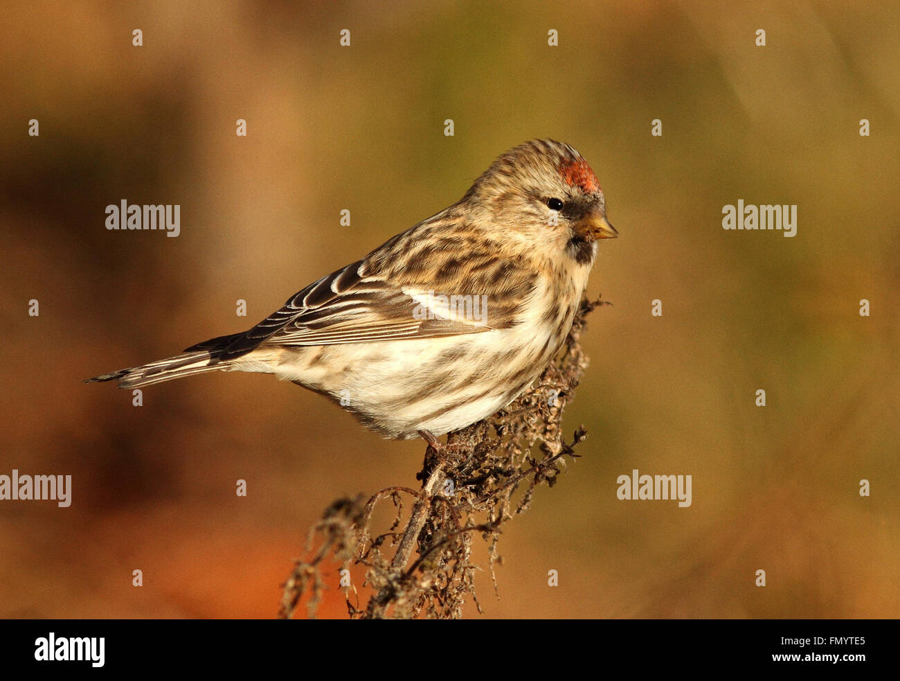 Commune redpoll, Acanthis flammea assis sur la plante en automne manger sur les têtes de semis Banque D'Images