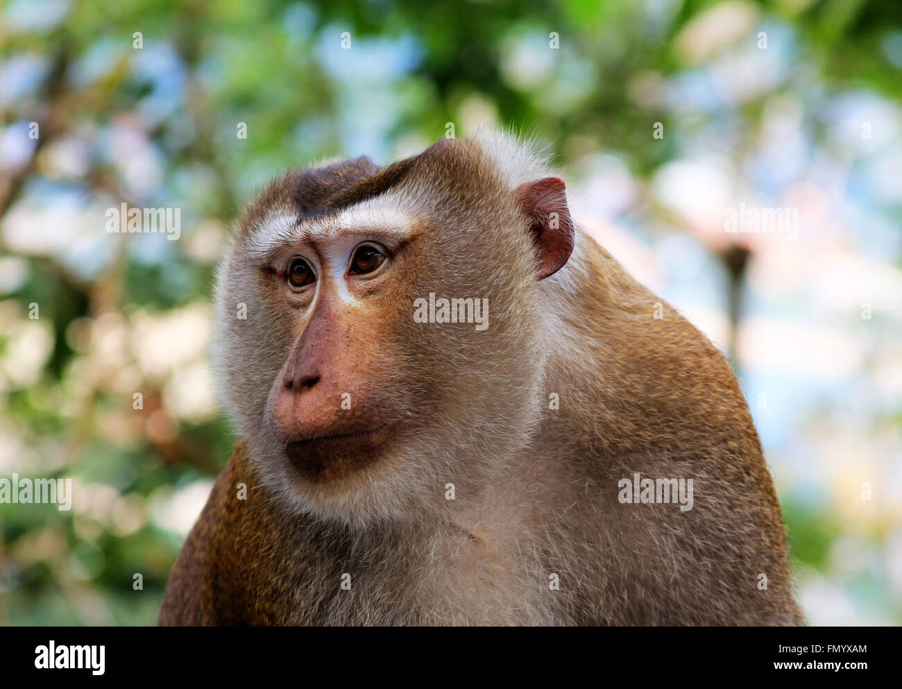 La faune sauvage monkey jungle face fond vert en Thaïlande Banque D'Images