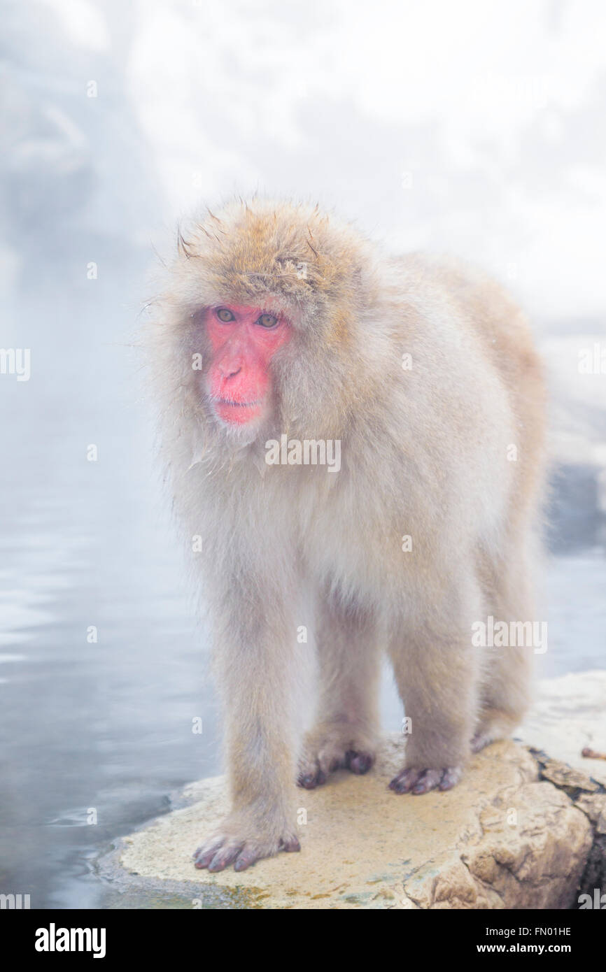 La neige un singe à Jigokudani's Hot spring, au Japon. Banque D'Images